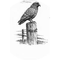 Wilson Environmental Logo - Canterbury Planning Consultancy